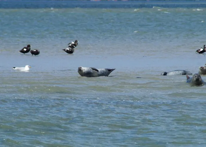 Vakantiehuis Sommerwind *